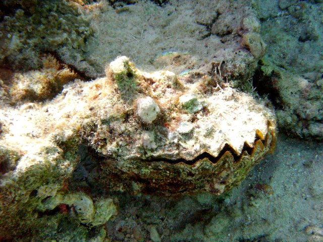 50- Monstre prehistorique ou coquillage encastre dans le le corail 